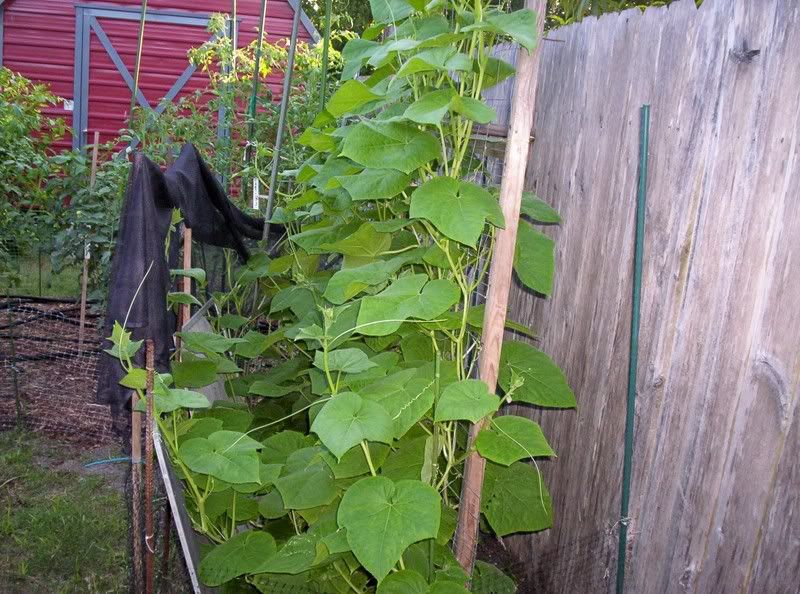 Fall cucumbers? - Tomatoville ...